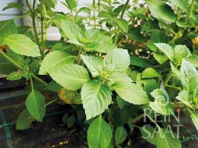Kr060_Tulsi
