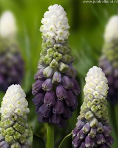 MUSCARI-GRAPE-ICE-6