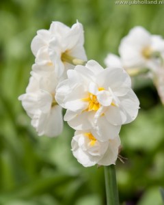 NARCISSUS-BRIDAL-CROWN-1416
