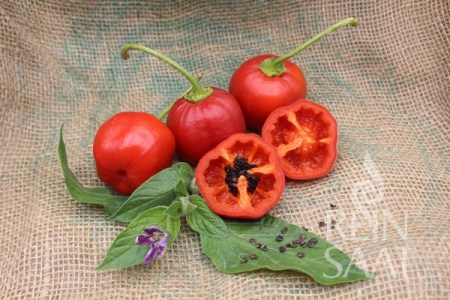 Pa089_Rocoto_rot