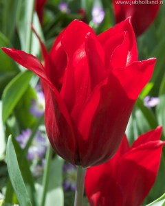TULIPA-PIETER-DE-LEUR-12