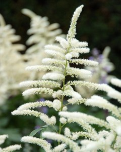 Astilbe Spinell.jpg