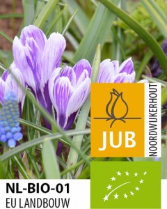 X-100-BIO-CROCUS-KING-OF-THE-STRIPED-78