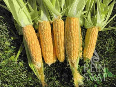 bio kukurica, bio semená kukurice, kukurica ashworth, reinsaat kukuruca, cukrová kukurica, bio semená, 