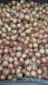 bio semená bio cibula, semena vsetany, reinsaat, 