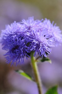 ageratum_high_tide_blue