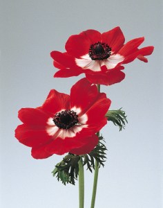 anemone_mona_lisa_scarlet_with_eye.jpg