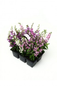 angelonia_serena_mix