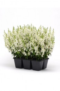 angelonia_serena_white_imp2