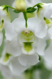 angelonia_serena_white_imp3