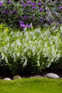 angelonia_serena_white_imp4