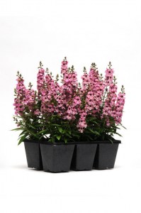 angelonia_serenita_pink
