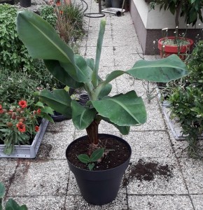 bananovnik