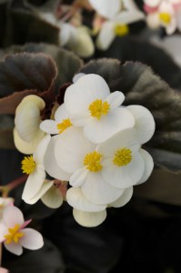 begonia_baby_wing_white_bronze_leaf