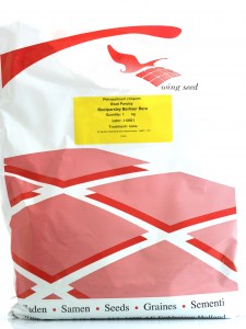 Petržlen korenový Berliner Bero