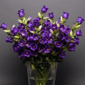 campanula_campana_deep_blue.jpg