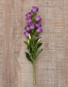 campanula_campana_lilac_2.jpg