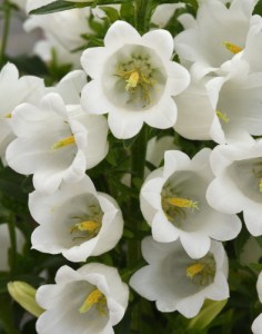 campanula_campana_white.jpg