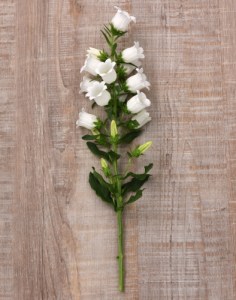 campanula_campana_white_2.jpg