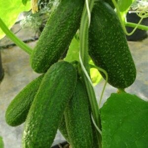 hladké uhorky nakladacky