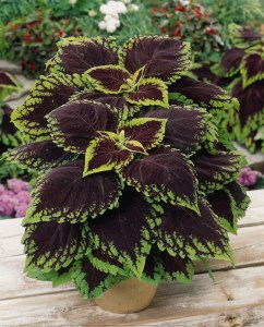 coleus_kong_scarlet3