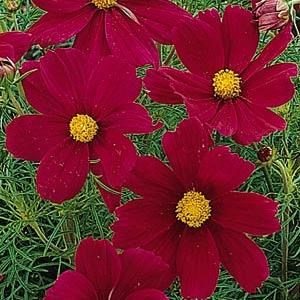 cosmos_sonata_carmine2