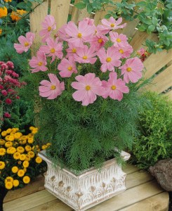 cosmos_sonata_pink