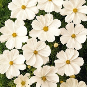cosmos_white3