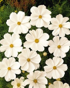 cosmos_white