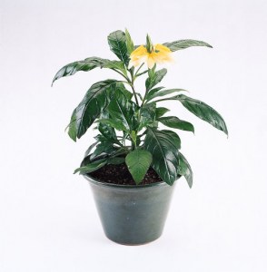 crossandra_tropic_yellow