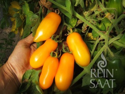 cv050_banana_legs_web_600