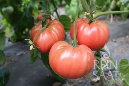 bio rajciny, semená bio rajcín, Olena Ukrainian, 