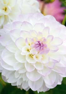 dahlia-eveline-i.jpg