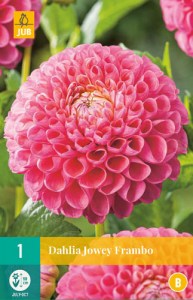 dahlia-jowey-frambo-i2