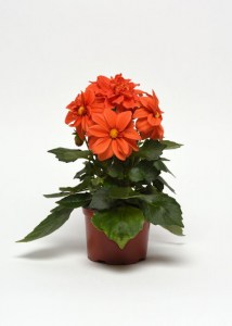 dahlia_figaro_orange_shades2