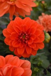 dahlia_figaro_orange_shades