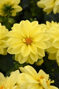 dahlia_figaro_yellow2