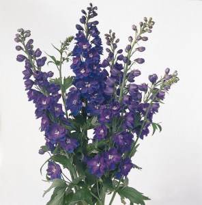 delphinium_guardian_blue2