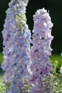 delphinium_guardian_lavender2