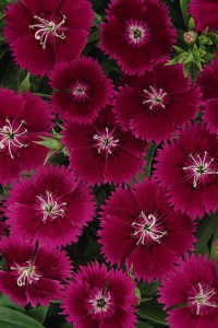 dianthus_ideal_select_violet