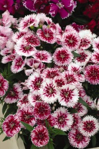 dianthus_ideal_select_white_fire2