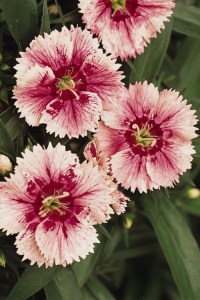 dianthus_ideal_select_white_fire