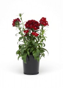 dianthus_rockin_red2