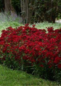 dianthus_rockin_red
