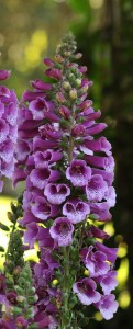 digitalis_dalmatian_purple3