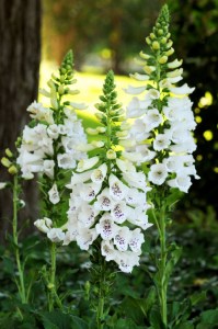 digitalis_dalmatian_white2