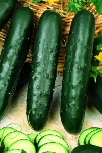 semená zeleniny, zeleninové semená, šalátové uhorky, sklenníkové uhorky