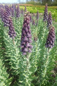fritillaria-persica-purple-favorite-18-208