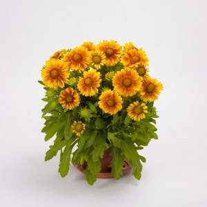 gaillardia_mesa_bicolor2