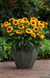 gaillardia_mesa_bicolor3